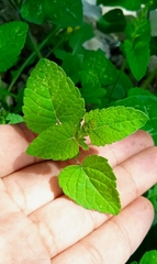 Salvia podadena