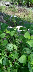 Salvia podadena