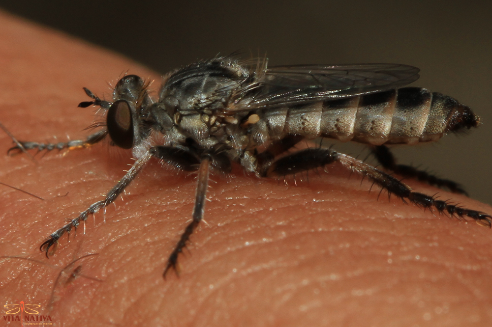 Psilocurus blascoi