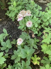 Astrantia major