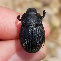 Phyllophaga cribrosa