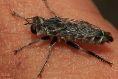 Psilocurus blascoi