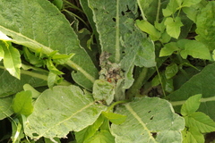 Nothris verbascella