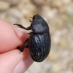Phyllophaga cribrosa