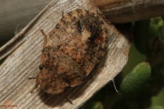 Sciocoris pallens