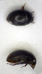 Cercyon convexiusculus