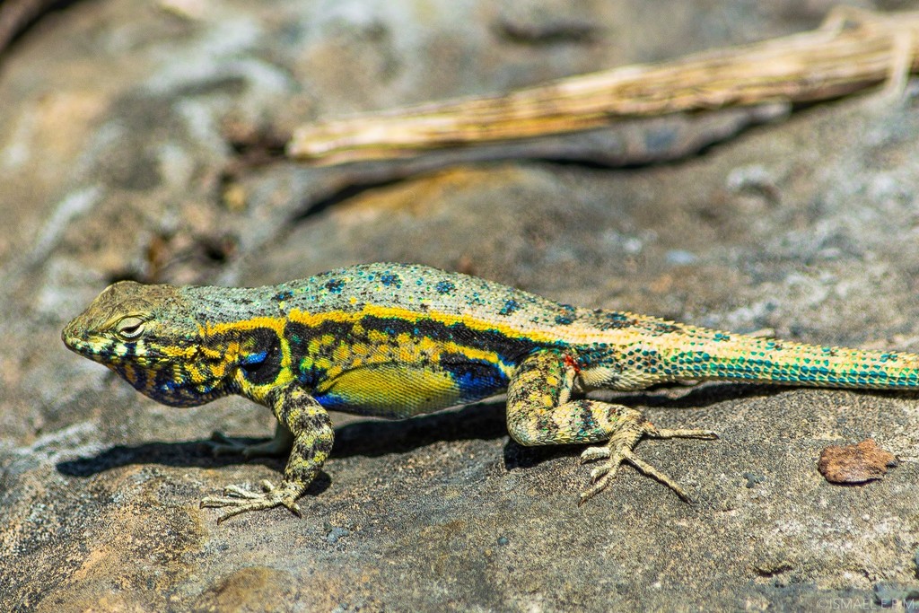 Couch's Spiny Lizard