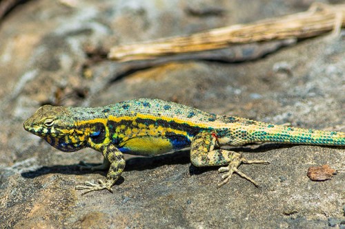Couch's Spiny Lizard, Sceloporus couchii