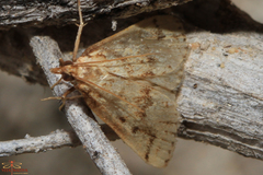 Anania murcialis