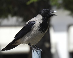 Corvus cornix sharpii