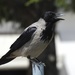 Eastern Hooded Crow - Photo (c) Valia Pavlou, some rights reserved (CC BY-NC), uploaded by Valia Pavlou