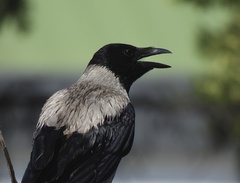 Corvus cornix sharpii