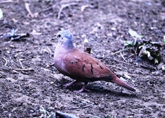 Columbina talpacoti