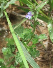 Verbena plicata