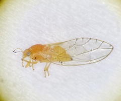 Trioza bakeri
