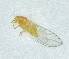 Trioza bakeri