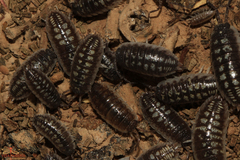 Porcellio ornatus