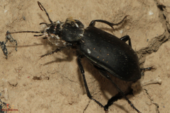 Calosoma maderae