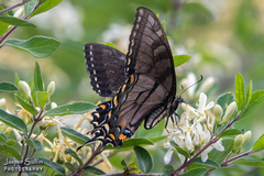 Papilio appalachiensis