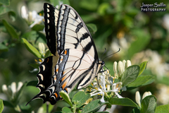 Papilio appalachiensis