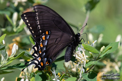 Papilio appalachiensis