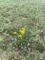 Packera tridenticulata