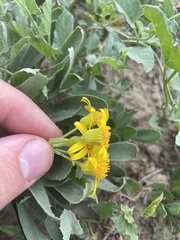 Packera tridenticulata