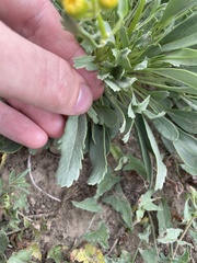 Packera tridenticulata