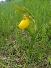 Cypripedium parviflorum
