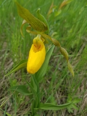 Cypripedium parviflorum