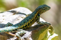 Sceloporus couchii