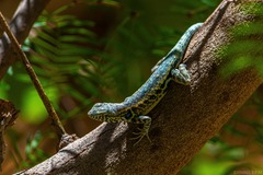 Sceloporus couchii