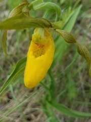 Cypripedium parviflorum