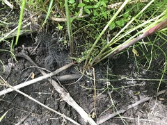 Hymenoscyphus menthae