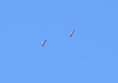 Pelecanus erythrorhynchos