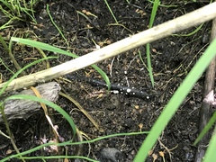 Hymenoscyphus imberbis