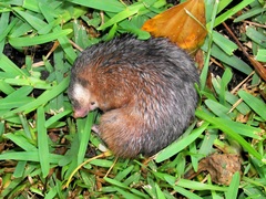 Amblysomus hottentotus