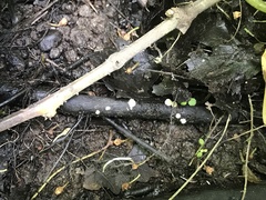 Hymenoscyphus imberbis