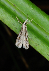Scoparia ithyntis