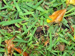 Amblysomus hottentotus