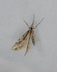 Scoparia ithyntis