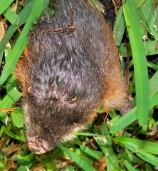 Amblysomus hottentotus