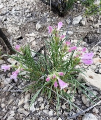 Penstemon jamesii