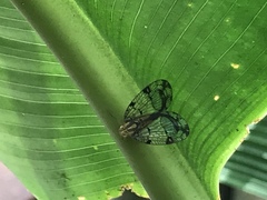 Nogodinidae