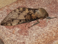 Oxycanus beltista