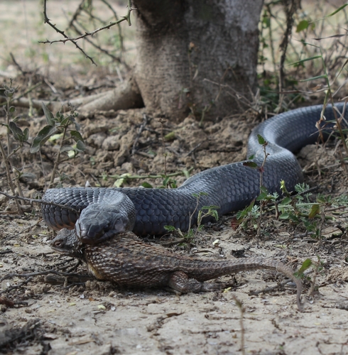 Central American Indigo Snake, Reynosa, Tamps., México, photo 10 of 10