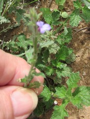 Verbena plicata