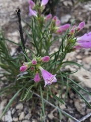 Penstemon jamesii