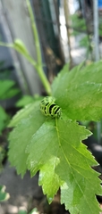 Papilio polyxenes