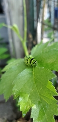 Papilio polyxenes